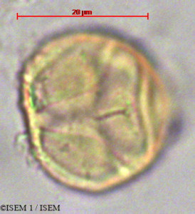 ISEM 1/Quinchamalium_procumbens_14141/Quinchamalium_procumbens_14141_0001(copy)_thumb.jpg